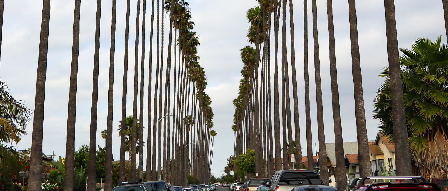 South Central Palm Trees - Banner